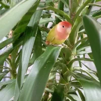 طوطی برزیلی زرنگ|پرنده|قدس, شهر‌قدس|دیوار