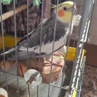 عروس هلندی ماده|پرنده|ایرانشهر, |دیوار