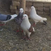 کفتر|پرنده|شیراز, بعثت|دیوار