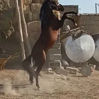 اسب|اسب و تجهیزات اسب‌سواری|میاندوآب, |دیوار