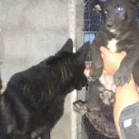 واگذاری توله ژرمن شیپرد شولاین|سگ|رشت, کاکتوس|دیوار