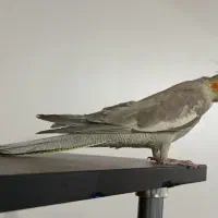 عروس هلندی|پرنده|پاکدشت, حصار امیر|دیوار