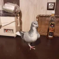 ساده سبز نره