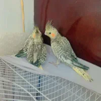 جوجه عروس هلندی|پرنده|اراک, |دیوار