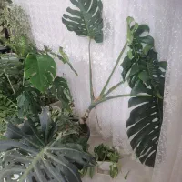 گل مانسترا یا برگ انجیری