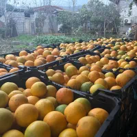 پرتقال تامسون ریز قالب نارنگی درجه یک|عمده‌فروشی|شیرگاه, |دیوار