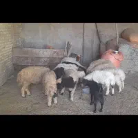 بره نر وماده گوسفند بز|حیوانات مزرعه|اهواز, بهارستان|دیوار