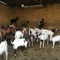 بزپاکستانی وثلاله|حیوانات مزرعه|شهریار, یوسف آباد صیرفی|دیوار