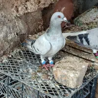 دو جفت کبوتر