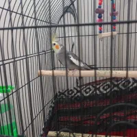 عروس هلندی نر ۱۶ ماهه