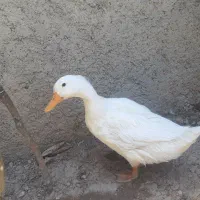 اردک 6ماهه