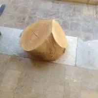 تنه درخت اوکالیپتوس