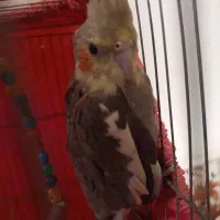 زیبای هلندی عروس هلندی سخنگو|پرنده|سراب, |دیوار