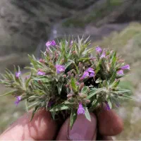 فروش کاکوتی یا پونه کوهی آدرس بوانات باغصفا|خوردنی و آشامیدنی|شیراز, ابیوردی|دیوار
