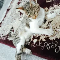 گربه خانگی بدلیل جاذبه جای پنداشتن جا فروشی|گربه|خواف, |دیوار