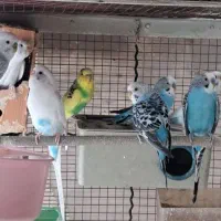 مرغ عشق|پرنده|تهران, دربند|دیوار