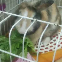 واگزاری یک خرگوش مینی لوپ نر