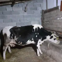 گاو هلشتاین شیری|حیوانات مزرعه|ماسال, |دیوار