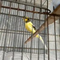 قناری نر رسمی بلند ، 1/5 ساله در حال مست شدن