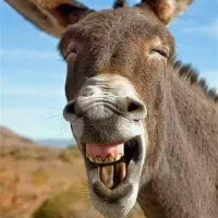 سرمایه گذار برای احداث پرورش الاغ