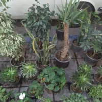 گل های آپارتمانی زیره قیمت خرید|گل و گیاه طبیعی|محمدیه-قزوین, |دیوار