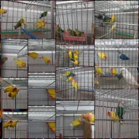 کوتوله وکوتوله ودوباره کوتوله|پرنده|خمینی‌شهر, |دیوار