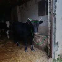 گاو نر|حیوانات مزرعه|احمدسرگوراب, |دیوار