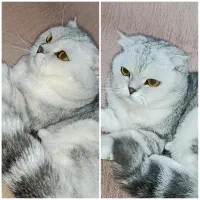 گربه اسکاتیش سیلور ماده