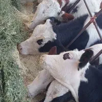 10راس  گوساله نر