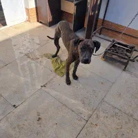 سگ پیتپول واگزاری|سگ|آبادان, |دیوار