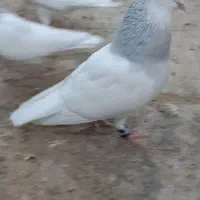 کبوتر تزیینی طوقی ابی|پرنده|قم, کاسه گران|دیوار