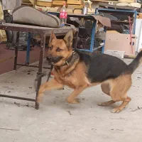 سگ ژرمن شیپر المان|سگ|پاکدشت, خاتون آباد|دیوار