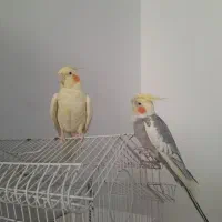 ی جفت عروس هلندی مولد