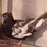 سینه سیاه کاکلی|پرنده|مشهد, سجادیه|دیوار