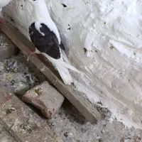 کفتر عروس هلندی پرنده قناری طوطی غیر|پرنده|پاکدشت, پاکدشت (مامازند)|دیوار