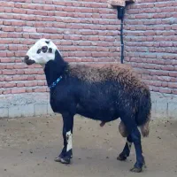 ۲۰ راس قوچ و میش