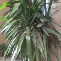 گل و گیاه طبیعی