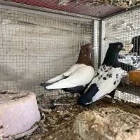 کبوتر سینه سیاه و کله سیاه|پرنده|فلاورجان, |دیوار