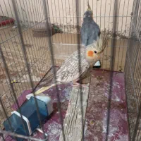 عروس هلندی|پرنده|سراوان, |دیوار