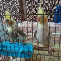 عروس هلندی|پرنده|اصفهان, همت‌آباد|دیوار
