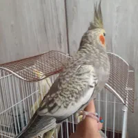 جوجه ۴ ماهه دستی