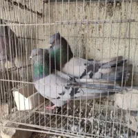 پرورش فروش کبوتر سبز انزیمیت دارو خارجی ارزن گندم|پرنده|تهران, خلیج فارس|دیوار