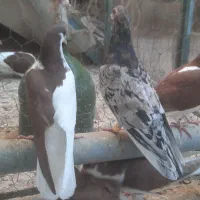 ۳۸عدد کبوتر خوشرنگ و هفترنگ و چپ و راست