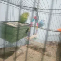 700 هزارتومن|پرنده|بم, |دیوار