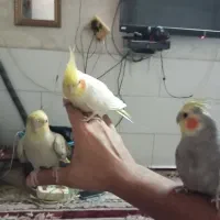 کوتوله و عروس وقفس|پرنده|قم, نیروگاه|دیوار