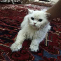 گربه نر