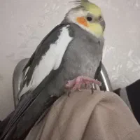 عروس هلندی گم شده|حیوانات|اهواز, کوی ملی راه|دیوار