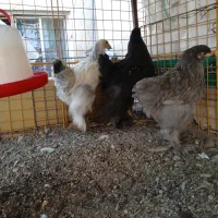 مرغ و خروس برهما رومانی