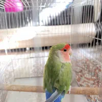 طوطی برزیلی|پرنده|لنجان, |دیوار