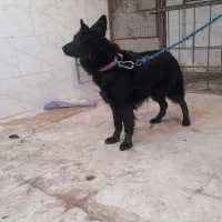 ژرمن بالغ شولاین بلک و دورنگ اصل|سگ|ورامین, ورامین|دیوار